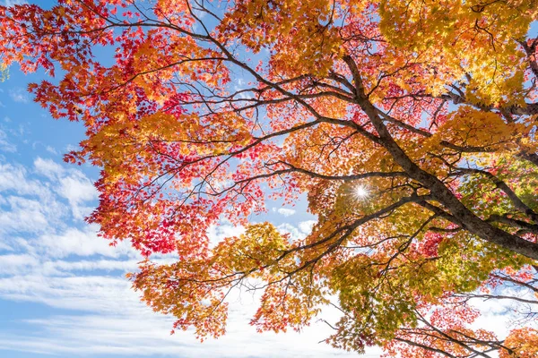 Vaahteranlehti Syksyllä Syksyllä Tausta — kuvapankkivalokuva