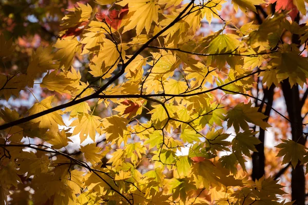 Красный Кленовый Лист Осеннего Осеннего Фона — стоковое фото