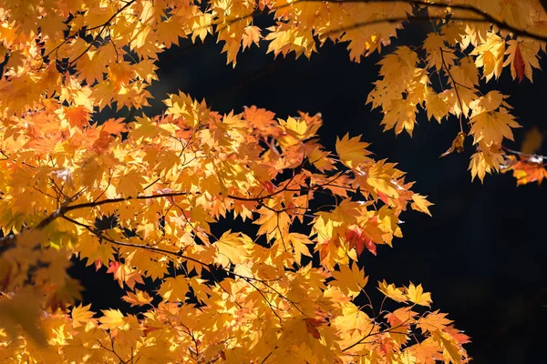 Red Leave Maple Tree Autumn Fall Background — Stock Photo, Image