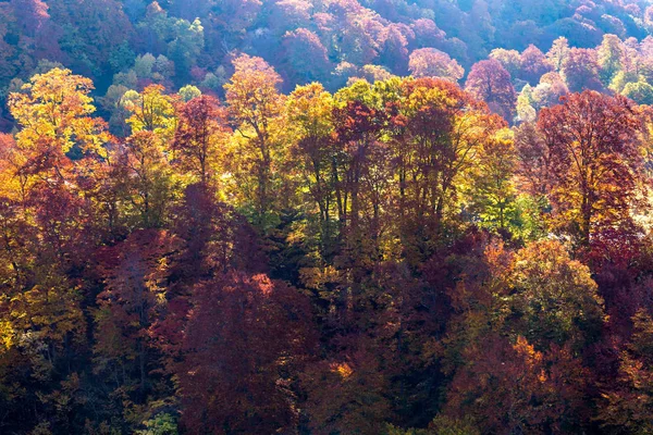 Sunset Red Leaf Höst Höstsäsongen För Forest Wodland Akita Tohoku — Stockfoto