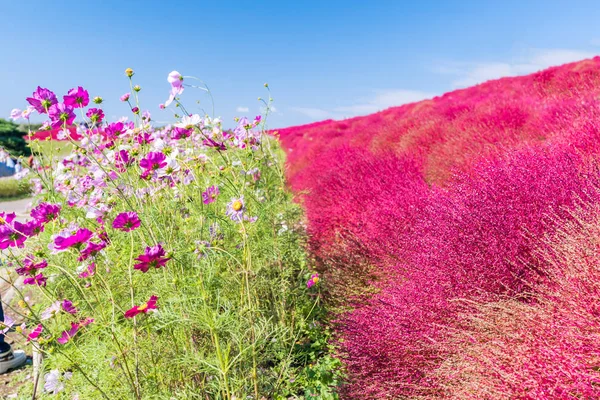 Kochia Cosmos Arbusto Com Paisagem Montanhosa Montanha Hitachi Seaside Park — Fotografia de Stock