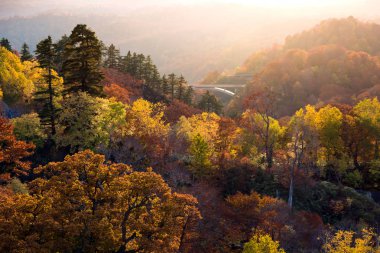 Akita Tohoku Japonya Orman wodland için Gün batımı kırmızı yaprak sonbahar sonbahar sezonu