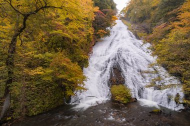 Nikko Tochigi Japonya'da Yudaki Şelalesi'nde sonbahar sonbahar ormanı