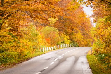Aomori Tohoku Japonya'da Sonbahar Sonbahar ormanlık orman ile Kırsal Yol