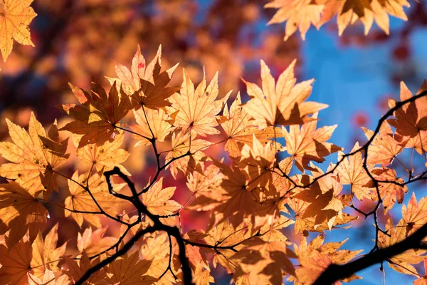 Червона Листя Кленового Дерева Осіннього Осіннього Фону — стокове фото
