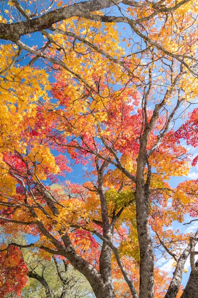 Red Leave Maple Tree Autumn Fall Background — Stock Photo, Image