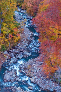 Akita Tohoku Japonya Orman wodland ve nehir yaprak sonbahar sonbahar mevsiminin havadan görünümü