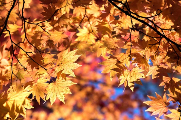 Red Leave Maple Tree Autumn Fall Background — Stock Photo, Image