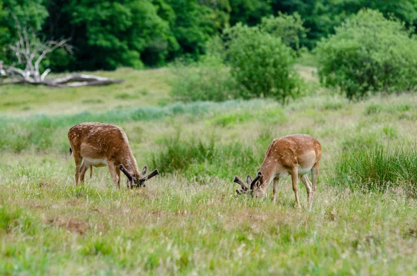 Hermosa Querida Caminando Paz Través Naturaleza Haderslev Dinamarca — Foto de Stock