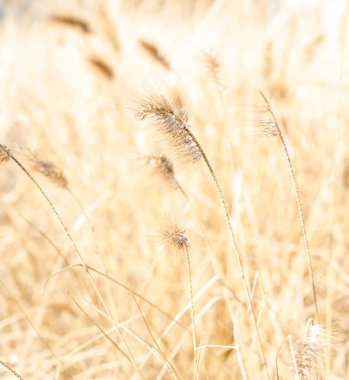 Kahverengi marram otların Kuru sezonunda yakın çekim
