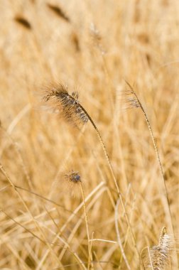 Kahverengi marram otların Kuru sezonunda yakın çekim