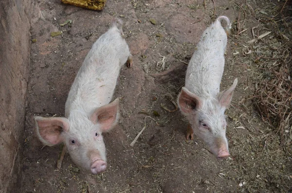 Cerdo Libre Viviendo Una Granja Con Familia — Foto de Stock