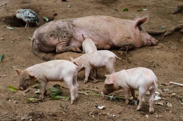 Freies Schwein Das Mit Seiner Familie Auf Einem Bauernhof Lebt — Stockfoto