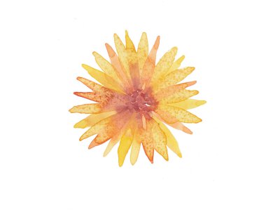 Beyaz izole zemin üzerine suluboya handdrawn çiçek