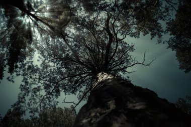 Korkunç koyu ağaç gece manzara Ayışığı. Alacakaranlık ormanda, mistik nightscape