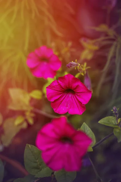 pink flower in the yellow sun. screensaver for the journal, green sheet background