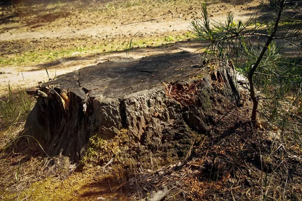 Starý pařez v lese. lese pařez — Stock fotografie