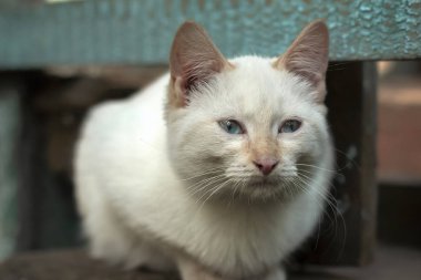 Turkuaz gözlü beyaz evsiz kedi bankta oturur ve ileri görünüyor