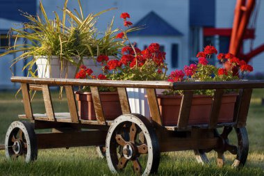 yeşil glade üzerinde kırmızı çiçekler ile ahşap arabası