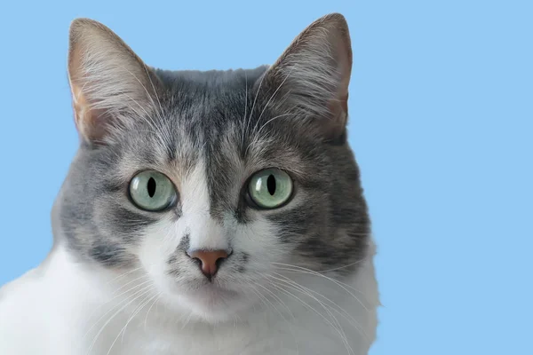 Домашня Кішка Великими Добрими Очима Синьому Фоні — стокове фото