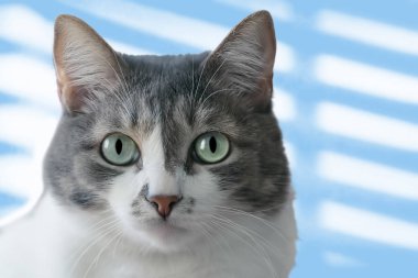 Işık yeşil renkte iri gözlü bir gri-beyaz kedi fotoğraf makinesine benziyor. Doğal gün ışığı altında evde beslenen hayvan yakın çekim portresi. Yumuşak pastel tonu arka plan.
