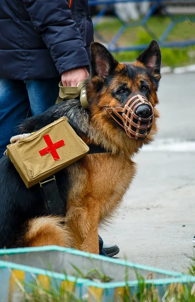 German shepherd dog in a muzzle and a first aid kit on his back