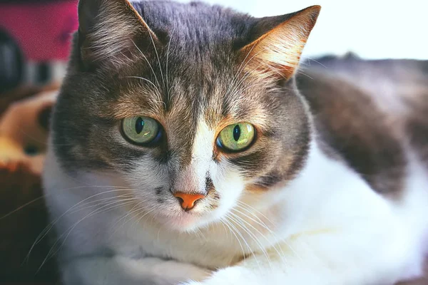 Гарний, вусатий кіт з великими зеленими очима лежить на столі і дивиться прямо вперед. Крупним планом портрет домашньої тварини зі світлим відтінком. Уважний і зосереджений вигляд благородних тварин чоловічої статі — стокове фото