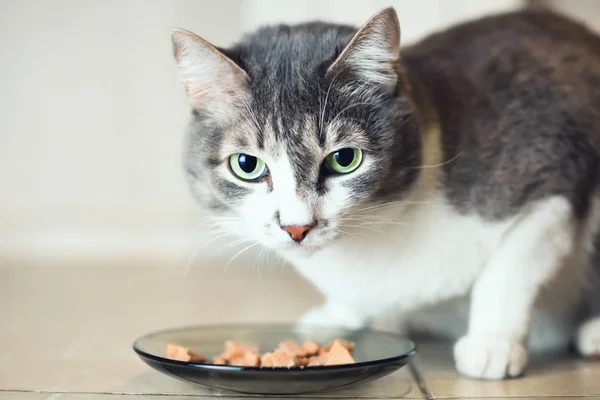 Bir kâse pate yanındaki yeşil gözlü güzel ve asil kedi. Kameraya benziyor. Doğal ışık aşağıdan portre