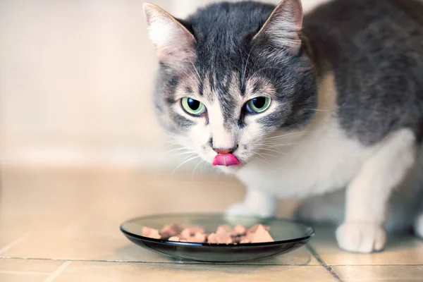 Gri kedi büyük yeşil gözlü cam levha ve yalıyor et parçalarını yiyor.