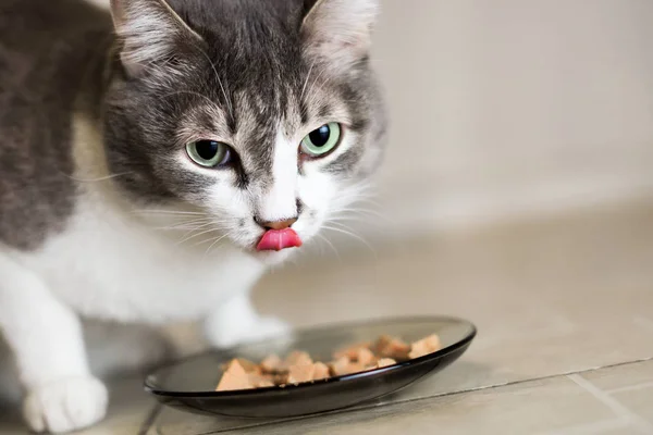 Кот, поедающий вкусную еду из стеклянной миски, смотрит в камеру и показывает язык. Портрет крупным планом с уровня глаз — стоковое фото