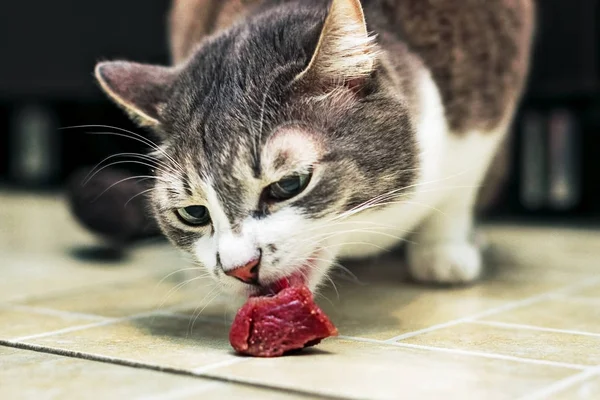 Серый кот съедает кусок сырого мяса на полу в квартире. Фото с нижнего угла. Портрет животного крупным планом во время еды — стоковое фото