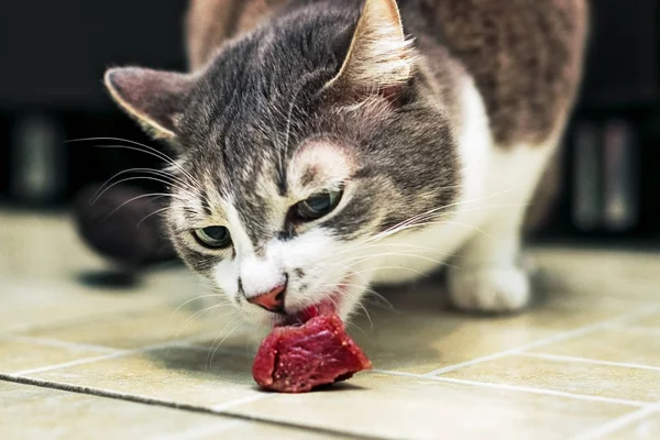 Gri kedi daire katında bir parça çiğ et yiyor. Alt açıdan fotoğraf. Yerken evde beslenen hayvan yakın çekim portresi