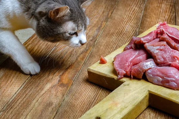 Gri kedi yavaşça bir parça kesme tahtası üzerinden taze et çaldı. Evde beslenen hayvan ile çiğ et besleme. A evde beslenen hayvan için gözetleme.