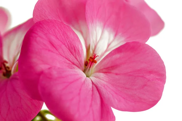 Ροζ Λουλούδι Γερανίου Κλείστε Επάνω Λευκό Φόντο — Φωτογραφία Αρχείου