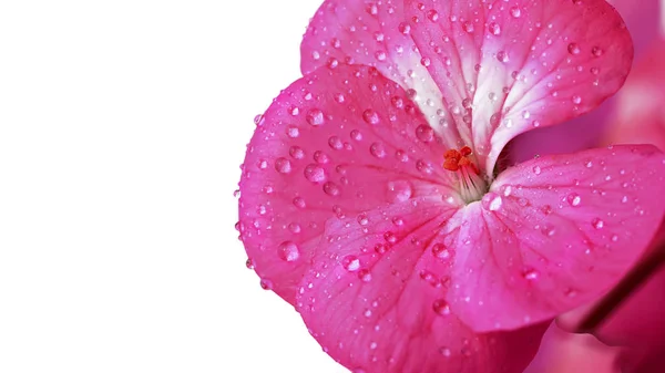 Fleur Géranium Rose Isolée Sur Fond Blanc Des Gouttes Rosée — Photo
