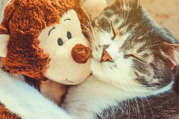 灰猫抱着一个柔软的玩具睡觉 在梦中特写宠物 毛绒玩具猴子和一只可爱的小猫 — 图库照片