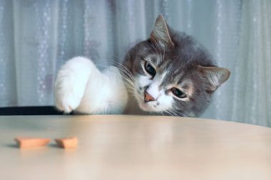 Kedi masadan et parçalarını pençeleri. Hırsız yiyecek sürükler