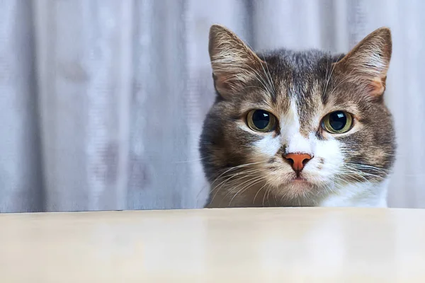 A lovely, moustached cat with big round eyes is looking out from behind the table and looking directly into the camera. Close-up pet head with copy space — Stock Photo, Image