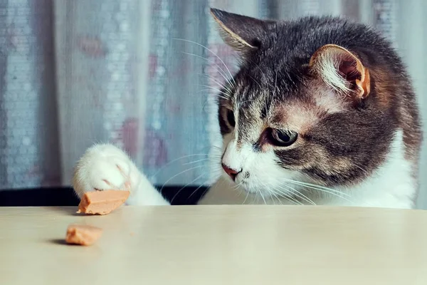 Кошка лапает куски мяса со стола. Вор тащит еду. — стоковое фото