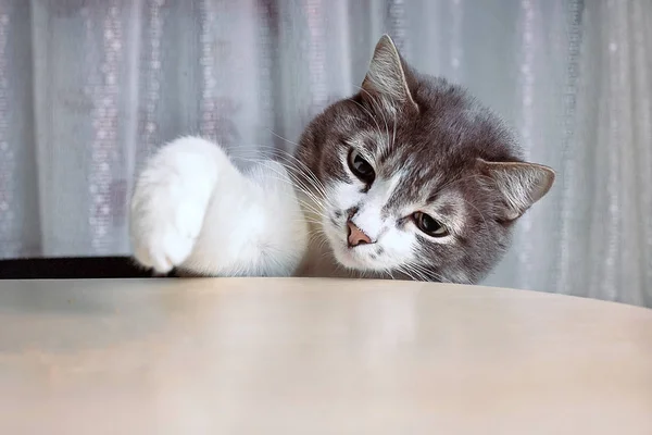 Pata de gato tratando de conseguir comida de la mesa. En blanco, diseño para publicidad de alimentos para gatos —  Fotos de Stock