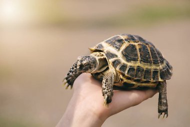 kaplumbağa yandan yakın. Hayvan dünyası ile insan dostluğu kavramı. Muhtaç hayvanlara yardım etmek.