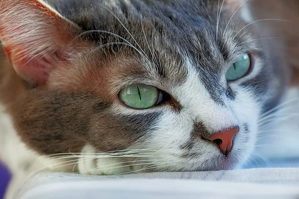 Sad face of a beautiful gray cat close up. The pet is sick or bored. Background — Stock Photo, Image