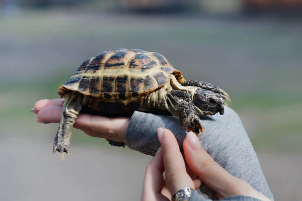 Schildpad bij de hand close-up. Het concept van menselijke vriendschap met de dierenwereld. Hulpbehoeftige dieren helpen. — Stockfoto