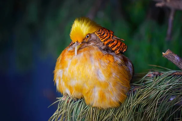 Un rellenito faisán chino dorado se sienta en un árbol. Retrato de un pájaro brillante y colorido — Foto de Stock