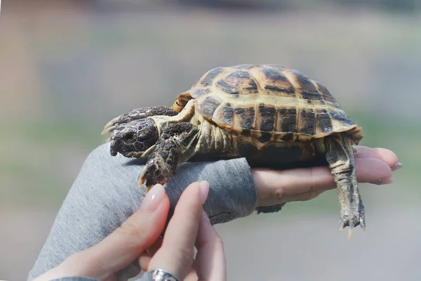 Tartaruga na mão de perto. O conceito de amizade humana com o mundo animal. Ajudar os animais necessitados . — Fotografia de Stock