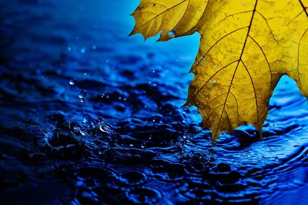 Background wallpaper for screen savers. Yellow autumn leaf over blue water during rain. Splashes and drops of water with blue water.