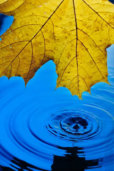 Background wallpaper for screen savers. Yellow autumn leaf over