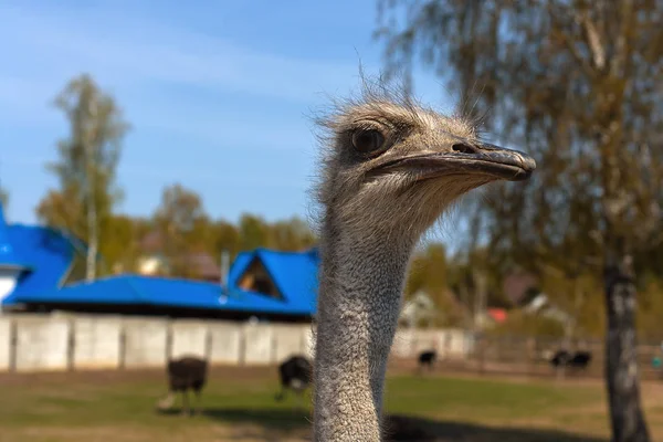 La testa di uno struzzo sullo sfondo di un ranch di struzzo o — Foto Stock