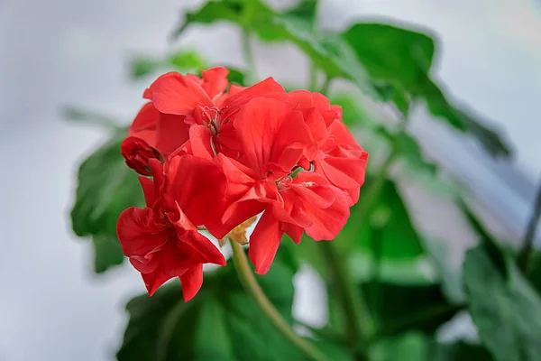 Fleurs de géranium rouge délicates. Floraison des plantes d'intérieur close-up — Photo