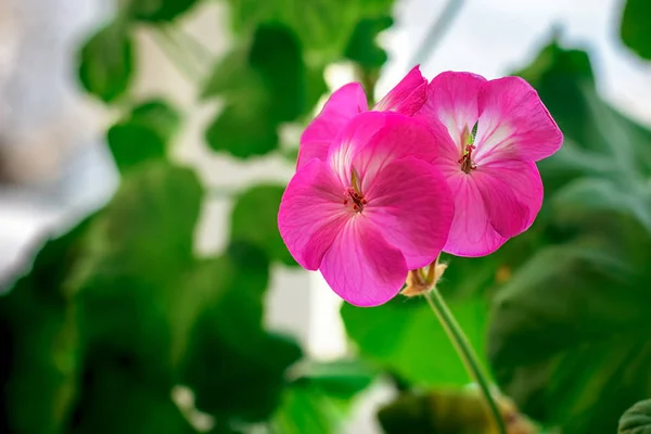 Fleur de géranium gros plan — Photo